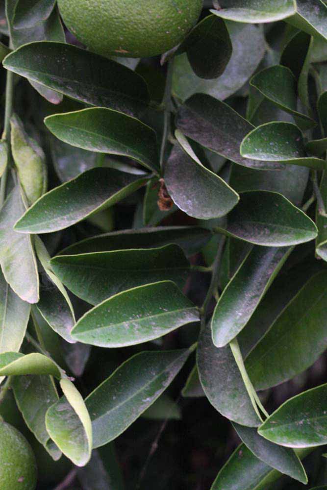              Sun leaves (Riverside, CA)       